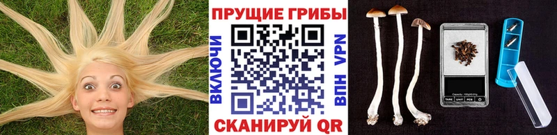 Купить закладки  Камышлов  Галлюциногенные грибы мухоморы 